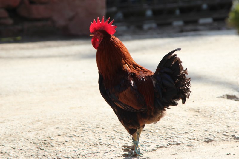 Travel in Nepal: cocks, chickens and goats on the road