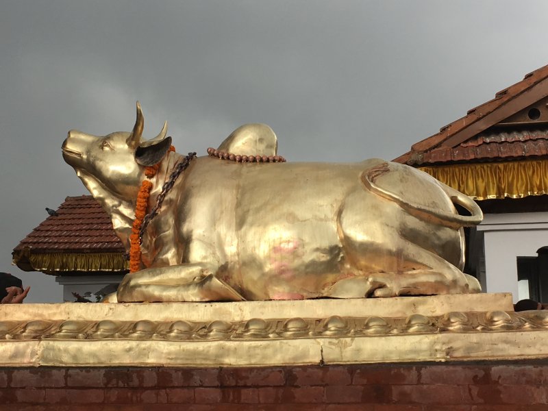 Golden cow of Chandragiri Hindu Temple Bhaleshwor Mahadev, Chandragiri Hill