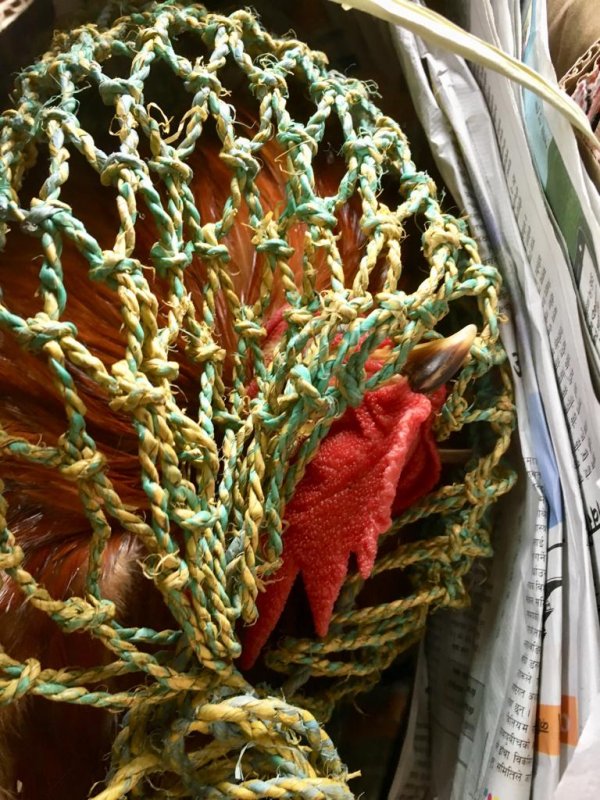 Travel in Nepal: cock on the way from Pokhara to Kathmandu
