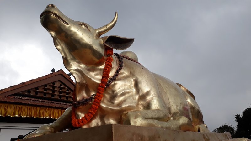 Golden cow of Chandragiri Hindu Temple Golden cow of Chandragiri Hindu Temple