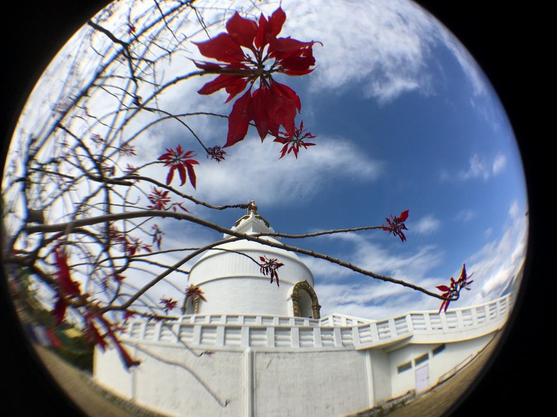 Poinsettias and World Peace Stupa, Pokhara