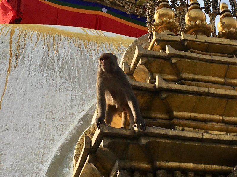 Temple monkey of Swayambbunath, Kathmandu Temple monkey, Swayambbunath, Kathmandu