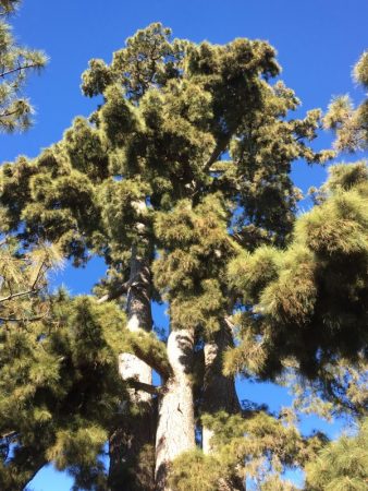 Drive from Tenerife Sur to el Teide: el Pino Gordo