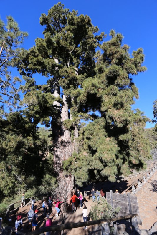 El Pino Gordo, Tenerife