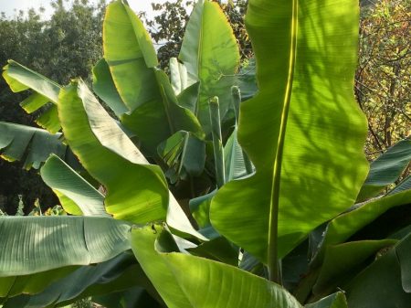 Parque del Drago, banana tree