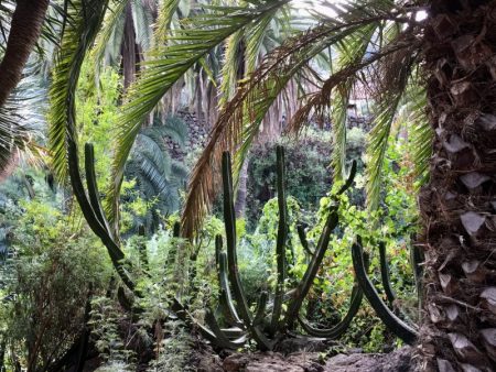 Parque del Drago, Icod de los Vinos, Tenerife