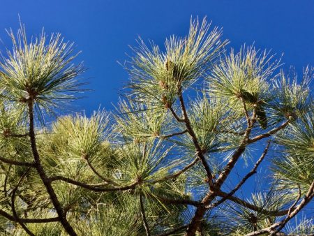 Parque Nacional del Teide pine