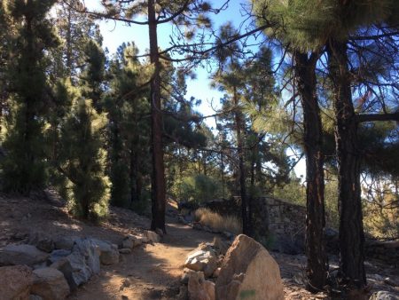 Pine forest on the way to Mount Teide National Park