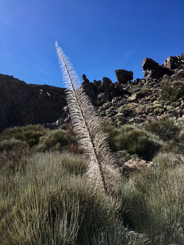 Flora of Parque Nacional del Teide