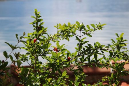 Green plants on the Bay of Kotor