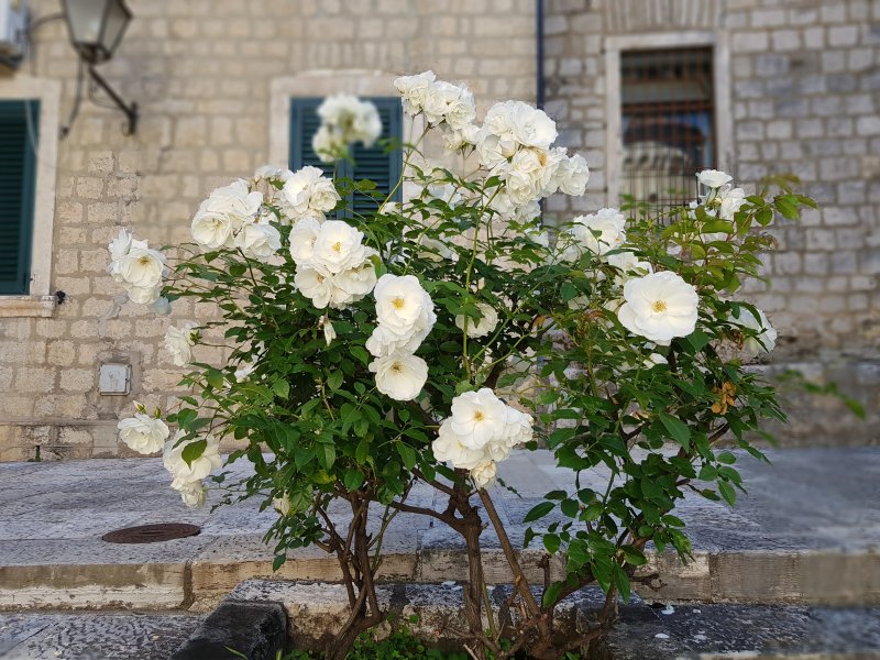 Herzeg Novi roses