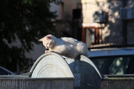 Kotor cat