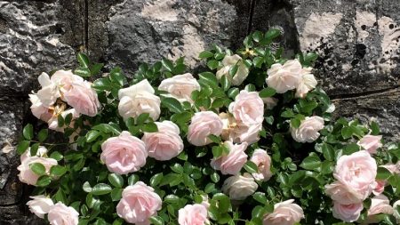 Our Lady of the Rock roses