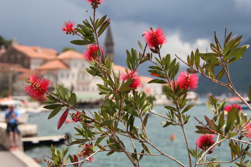 Perast and red flowers