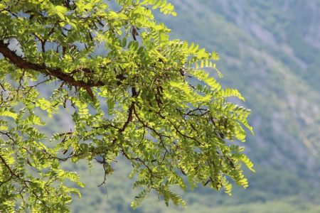 Tree on the Bay of Kotor