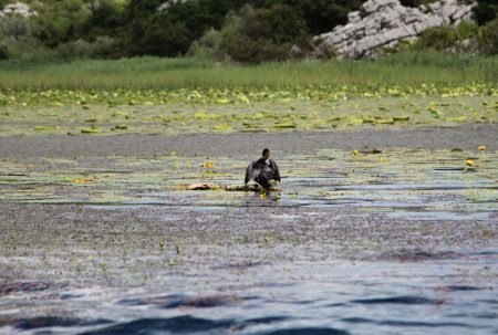 Lake Skadar National Park water bird