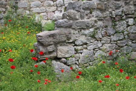 Stari grad Bar ruins and poppies, Montenegro