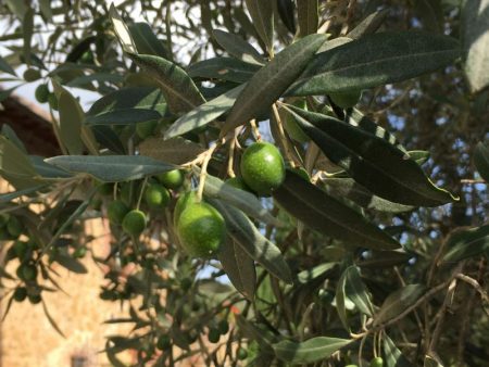 Agriturismo olives, Tuscany, Italy