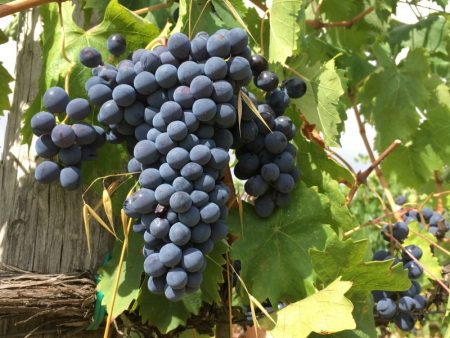 Italian grapes in autumn