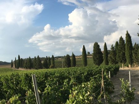 Italian vineyards