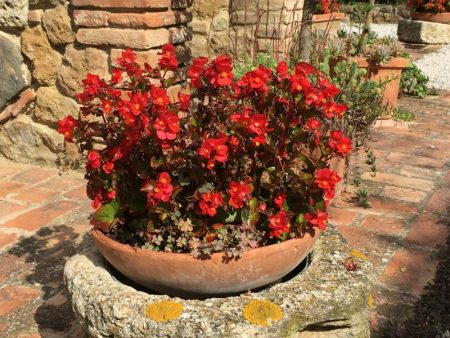Italy by train and car: agriturismo flowers
