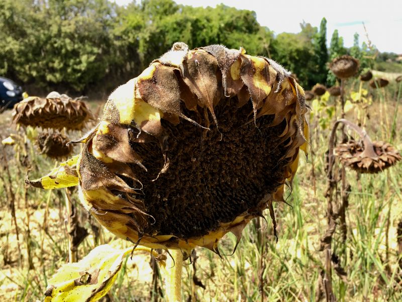 Italy by train and car: sunflowers of Tuscany Italy by train and car: brown September sunflowers of Tuscany