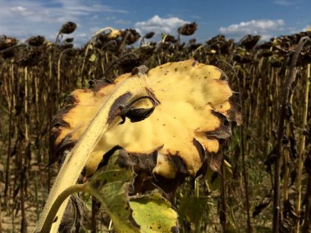 Italy by train and car, sunflower field in September