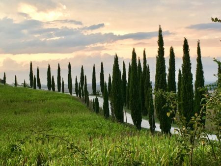Italy by train and car: Val d'Orcia cypress row