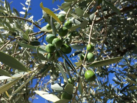Tuscan olives