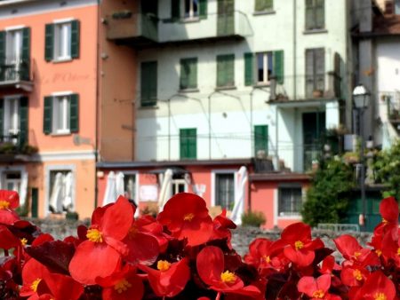 Flowers of Argegno, Lake Como