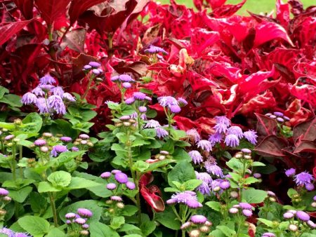 Villa Carlotta flower garden, Tremezzo