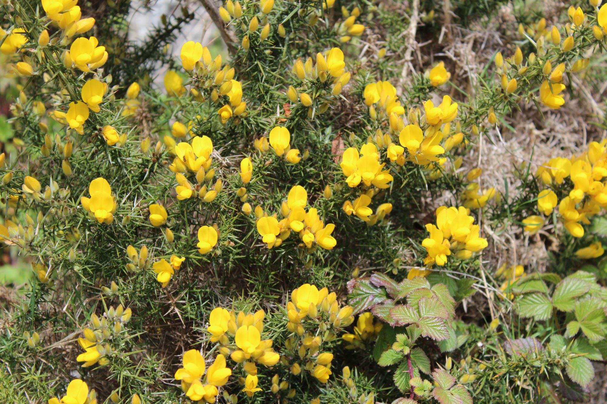 Irish spring flowers in the Wicklow Mountains Irish spring flowers, Wicklow Mountains