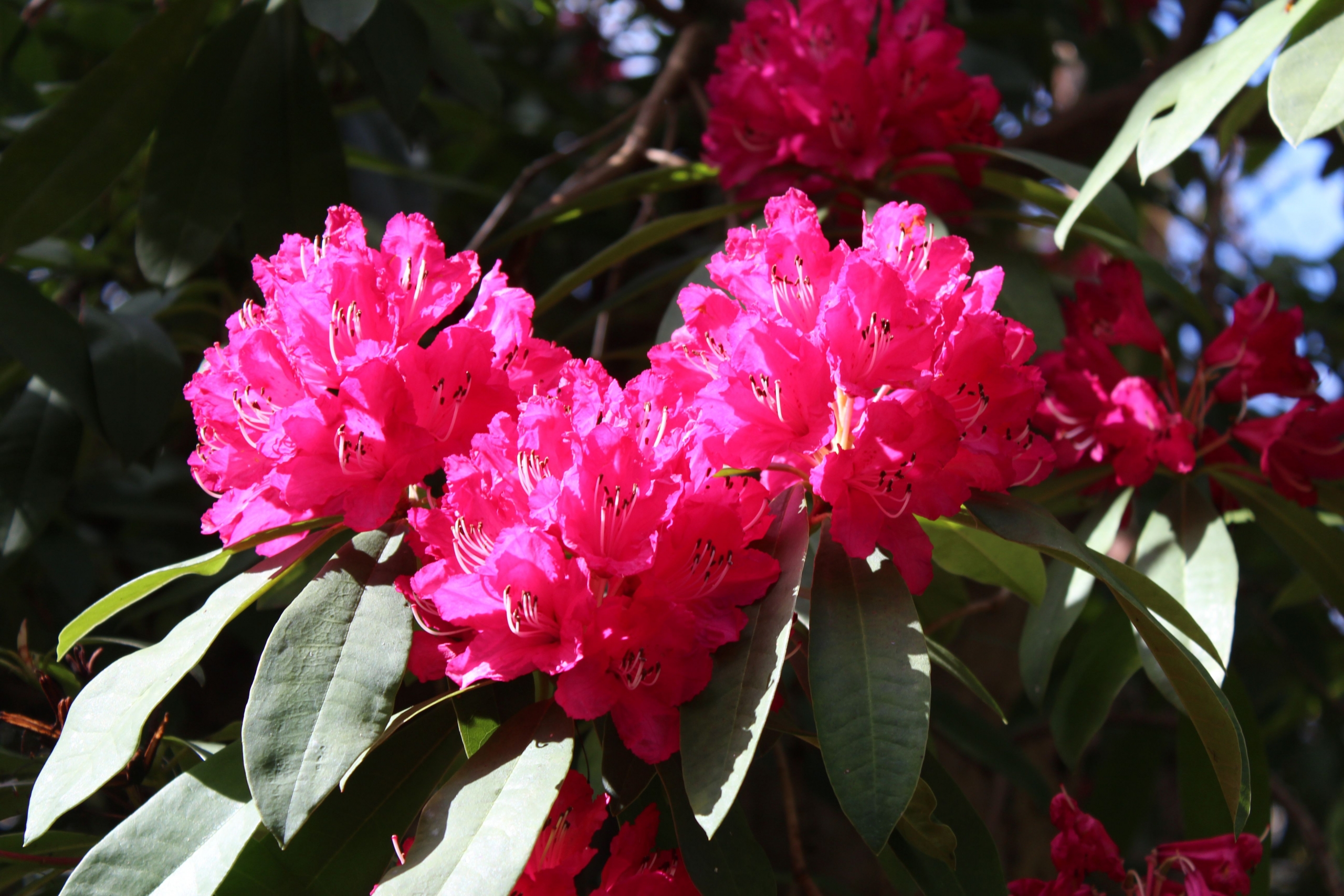 Rhododendrons of Mount Usher Garden Mount Usher Garden rhododendron