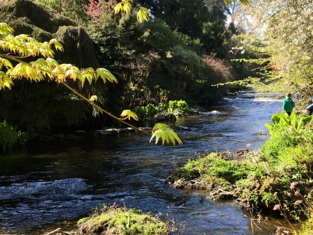 Mount Usher riverside, Wicklow