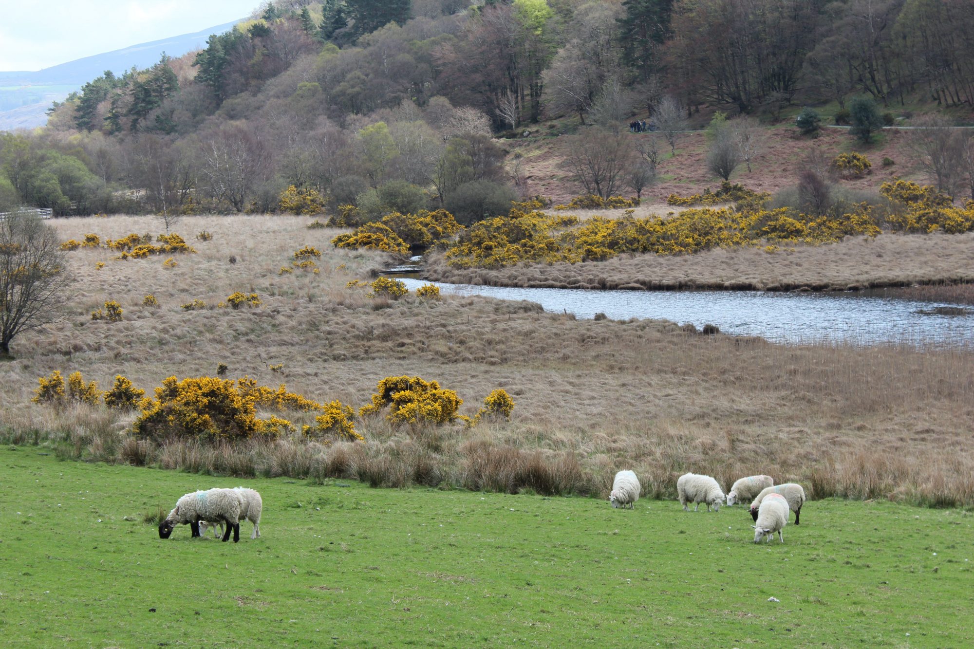 Sheep in Glendalough Valley Sheep in Glendalough Valley