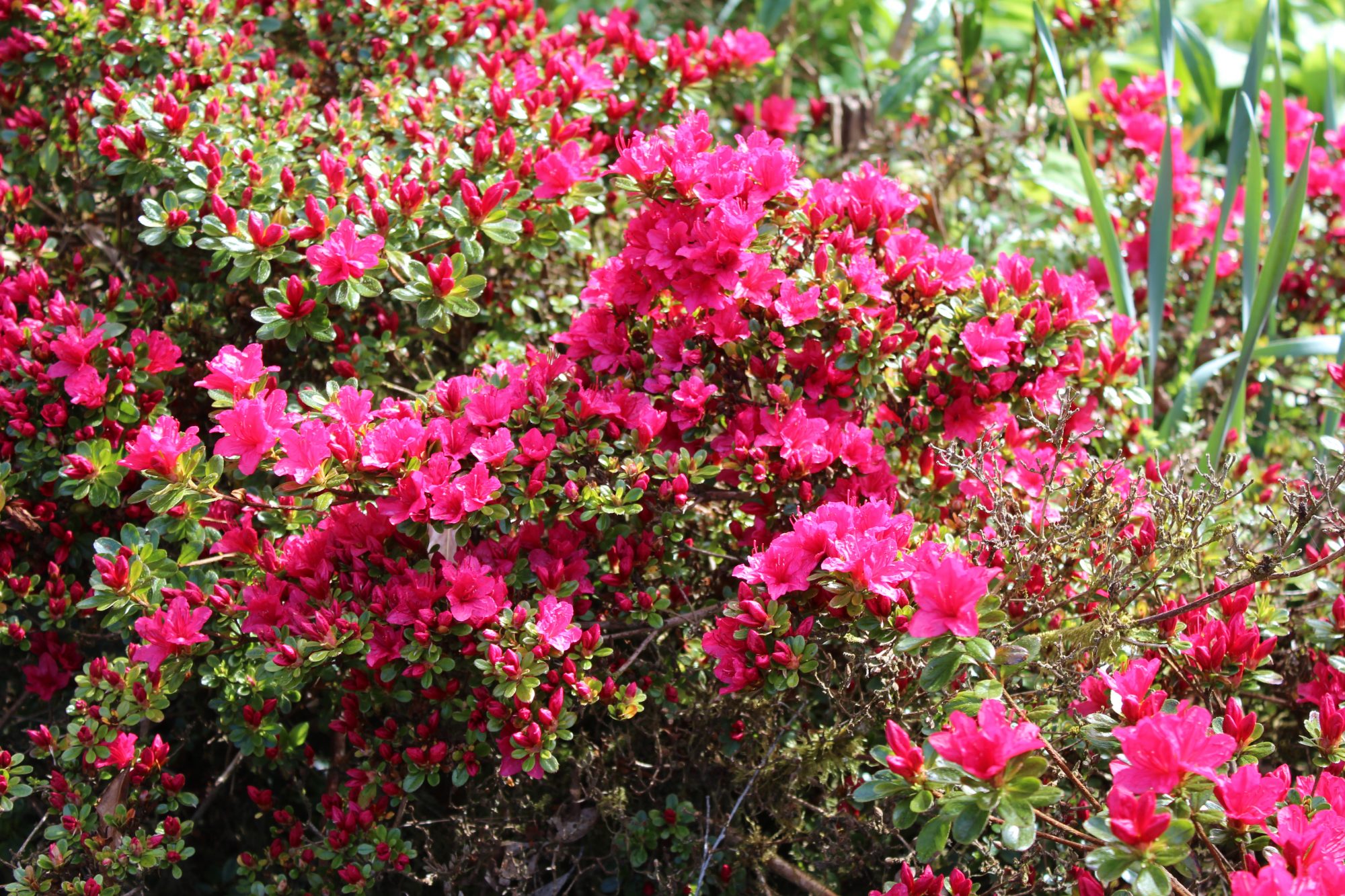 Rhododendrons of Mount Usher Garden Wicklow Mountains garden flowers