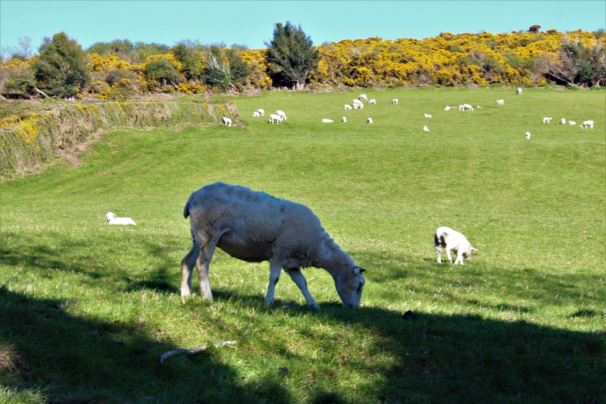 Wicklow Mountains sheep