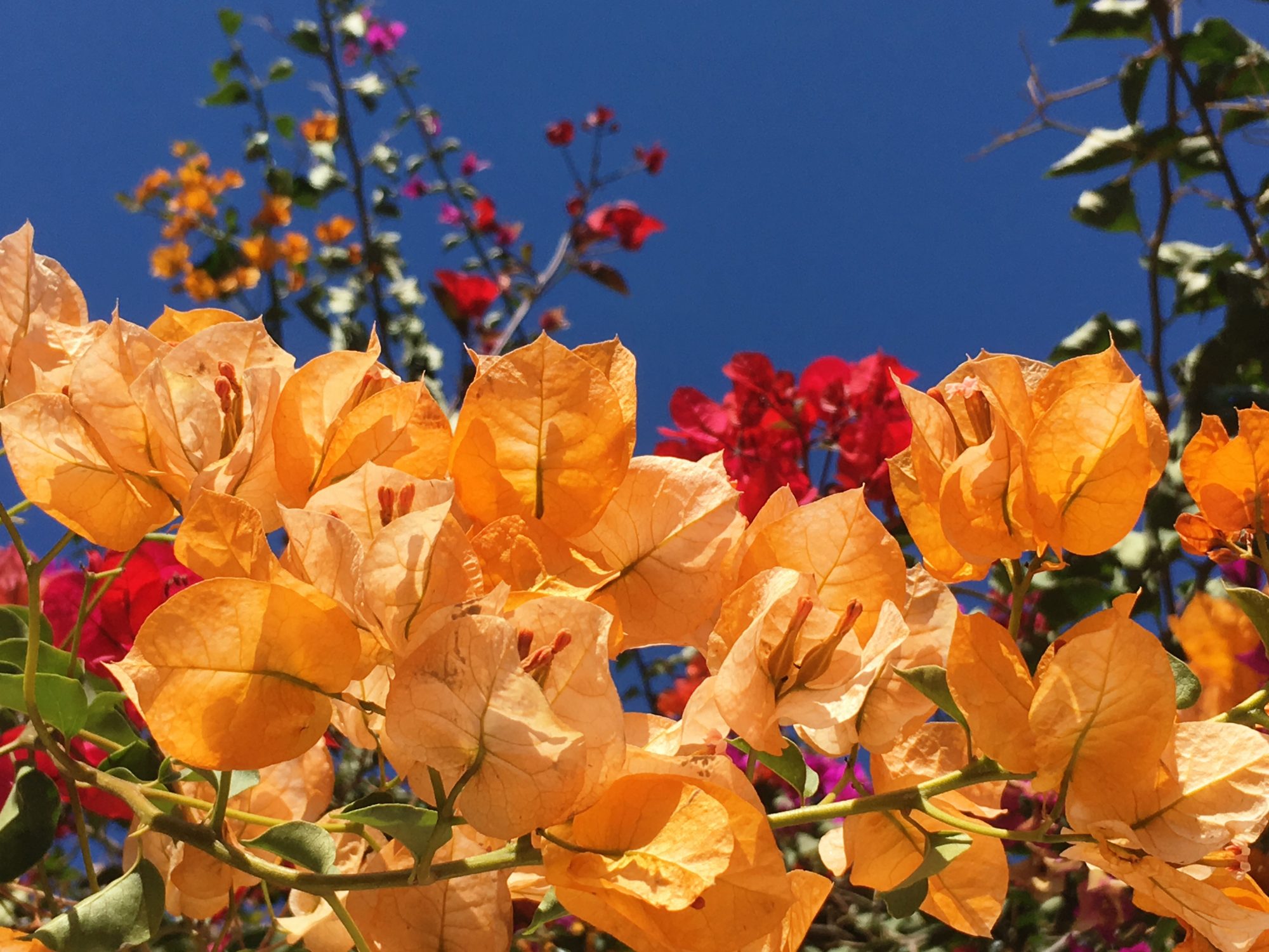 Agadir bougainvilleas