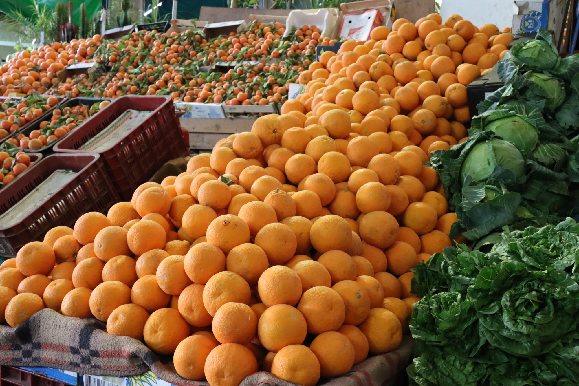 Locally grown oranges at Souk el Had