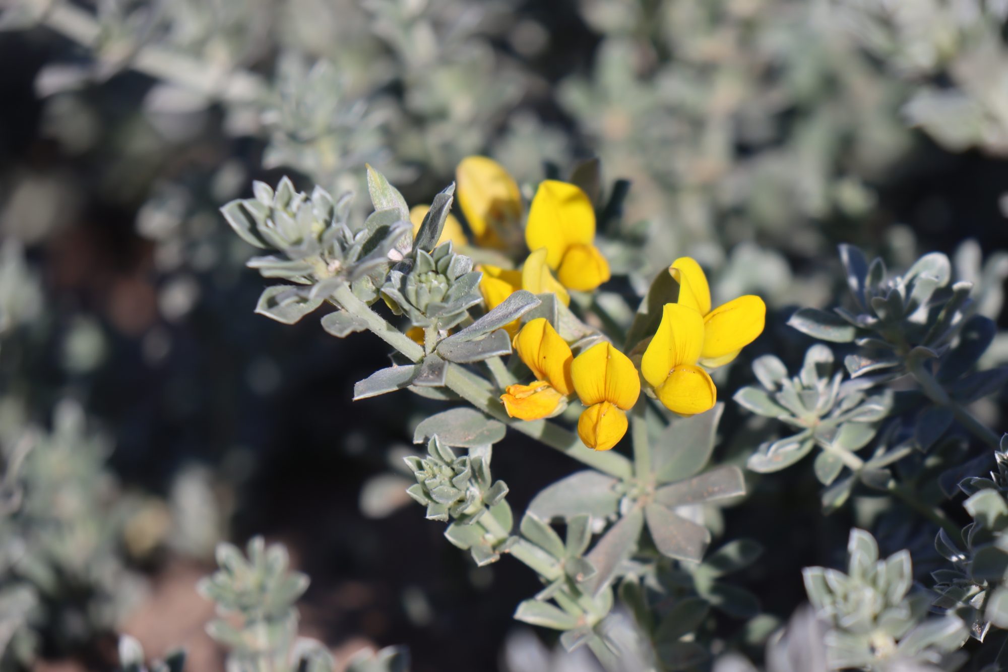 Sand dune flowers on a Moroccan beach