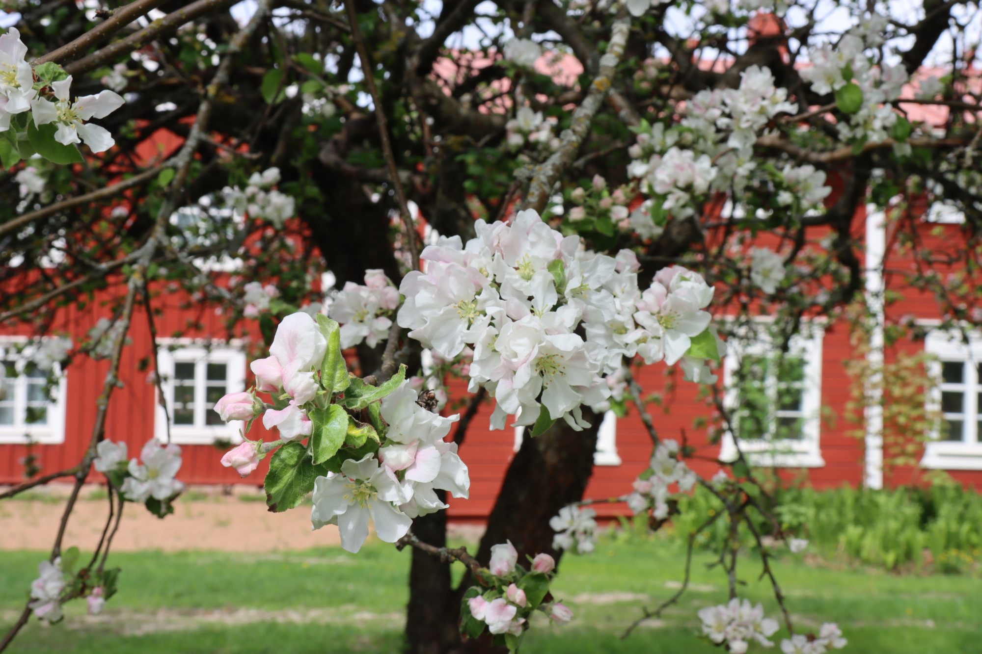 Apple blossom in Hämes-Havunen, Kauhajoki