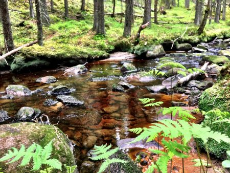Brown water of Katikan kanjoni, Kauhajoki