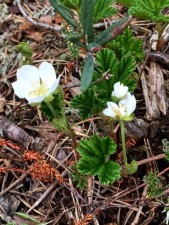 Cloudberry, Paukaneva, Ostrobothnia