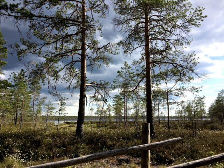 Ostrobothnia road trip: trail, Kauhaneva-Pohjankangas National Park