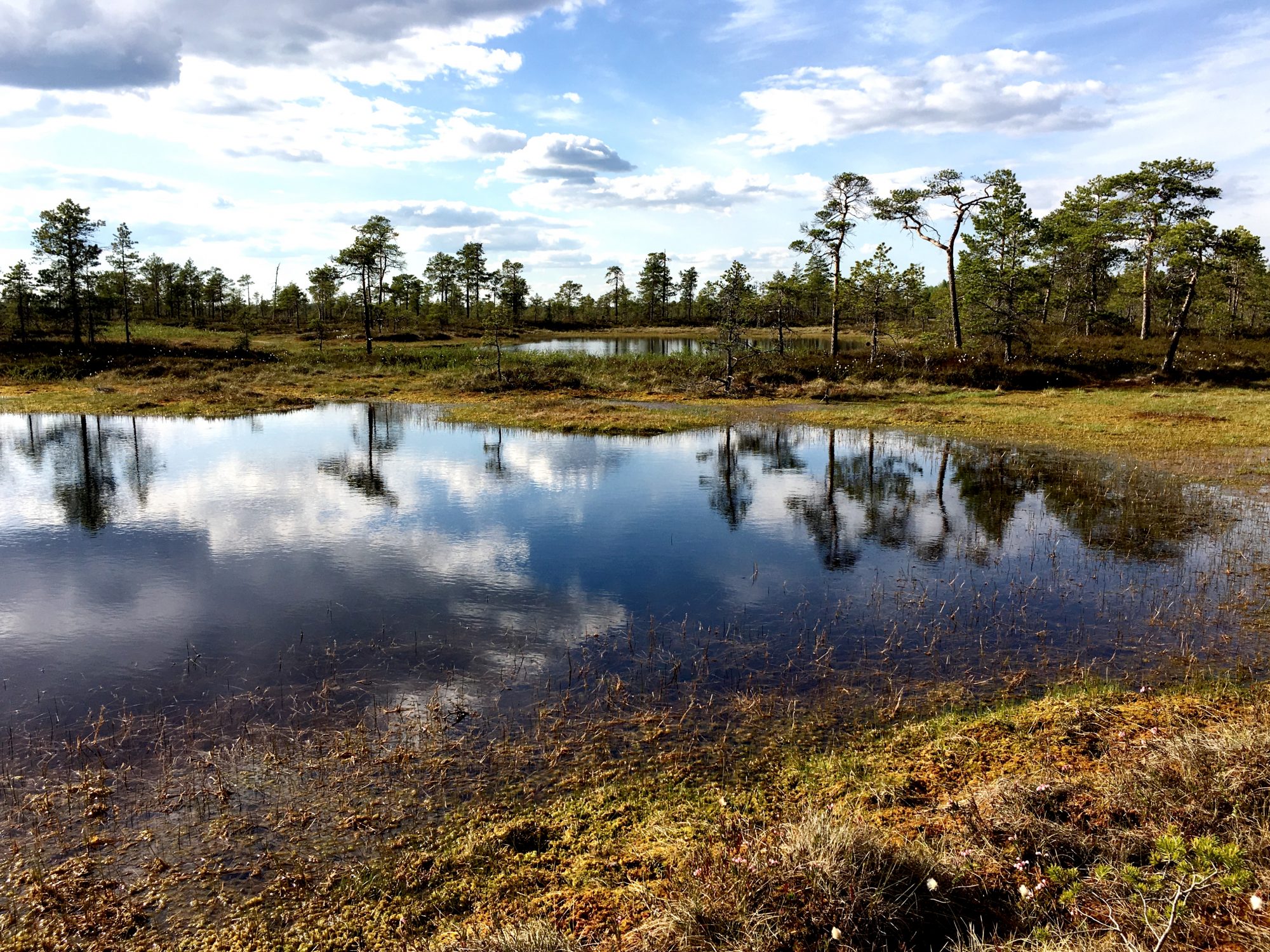 One of the many lakes of Kauhaneva-Pohjankangas National Park