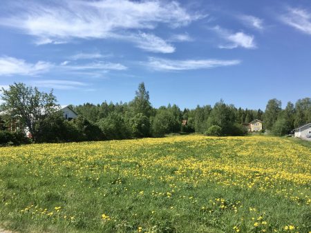 Ostrobothnia road trip in a motorhome: flowering fields