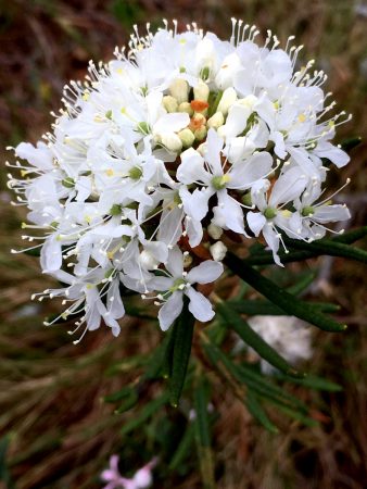 Ostrobothnia road trip, Paukaneva flower beauty