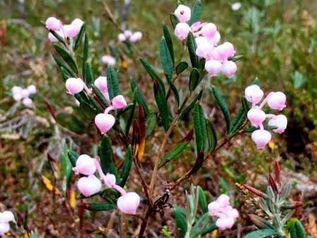 Pink flowers in Paukaneva, Ostrobothnia