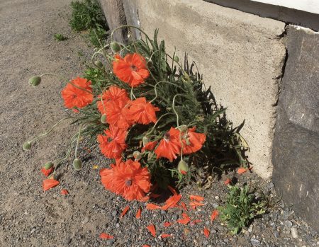Red poppies in Neristan, Kokkola