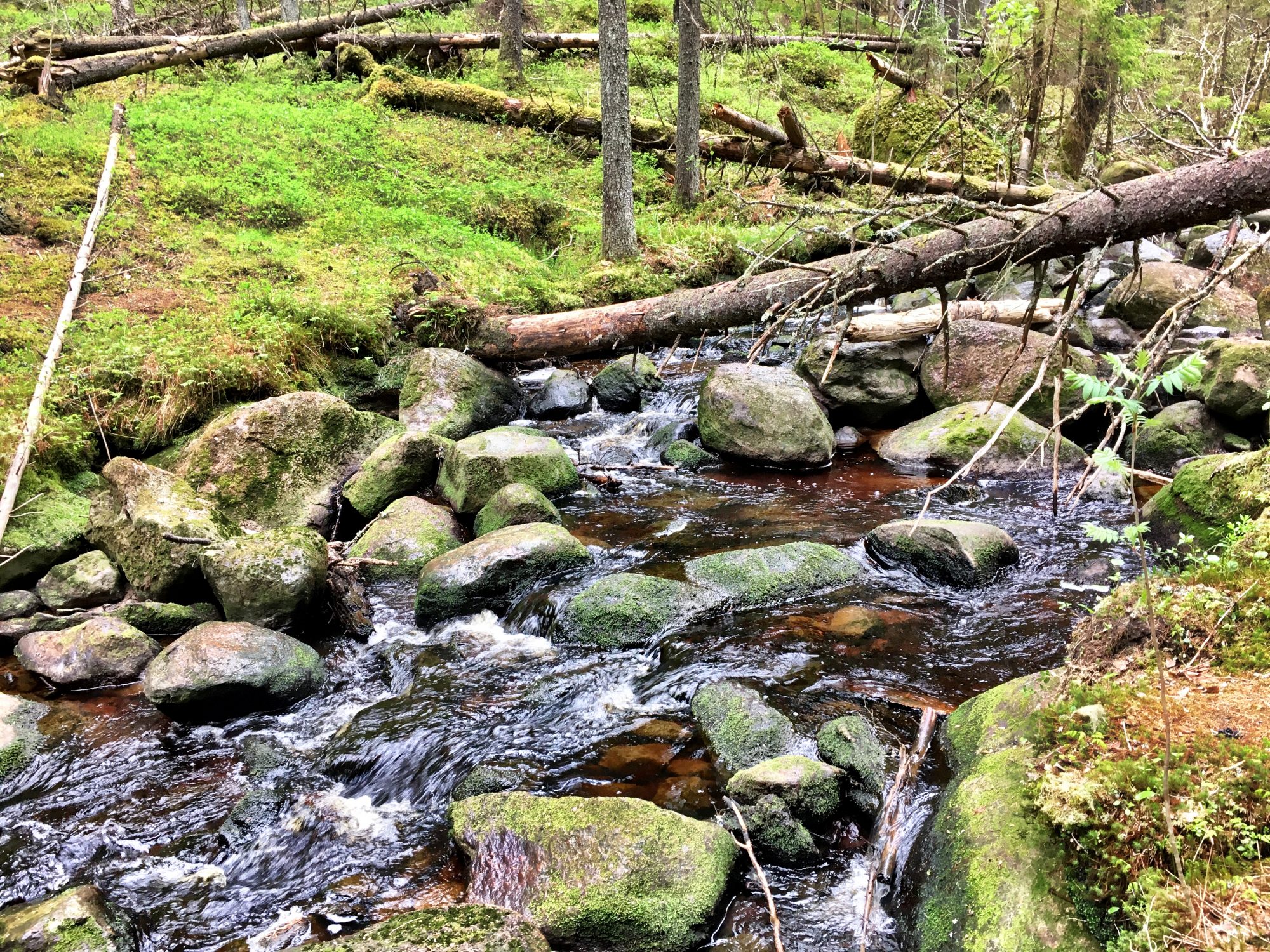The 2 km hike of Katikankanjoni, Kauhajoki